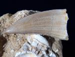 Mosasaurus beaugei ARAMBOURG 1952 & Wirbel non det. - Bild © FossNet FossilienStore